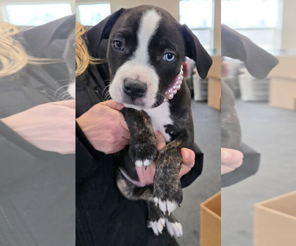 Medium Photo #2 Mutt Puppy For Sale in Clarkston, MI, USA