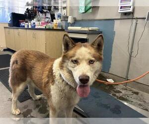 Siberian Husky Dogs for adoption in Camarillo, CA, USA