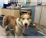 *SWEET POTATO - Male Siberian Husky Dog for Adoption - Small photo