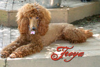 Small Photo #1 Poodle (Standard) Puppy For Sale in ARDMORE, NC, USA