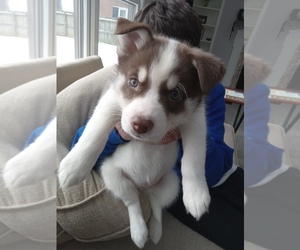 Shiba Inu-Siberian Husky Mix Dogs for adoption in FORT WAYNE, IN, USA