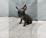 Small Photo #14 Chihuahua Puppy For Sale in SAINT AUGUSTINE, FL, USA
