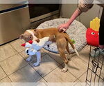 Small #3 American Pit Bull Terrier Mix