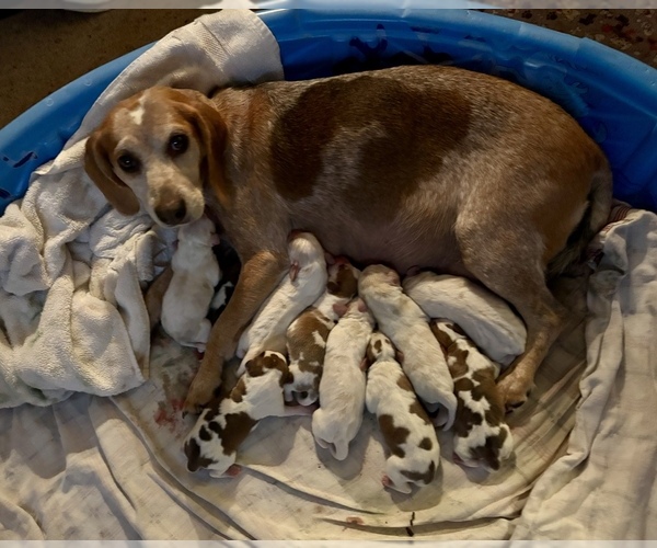Medium Photo #1 Beagle Puppy For Sale in BROWNSVILLE, OR, USA