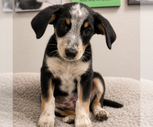Australian Shepherd-Unknown Mix Dogs for adoption in Sterling, MA, USA