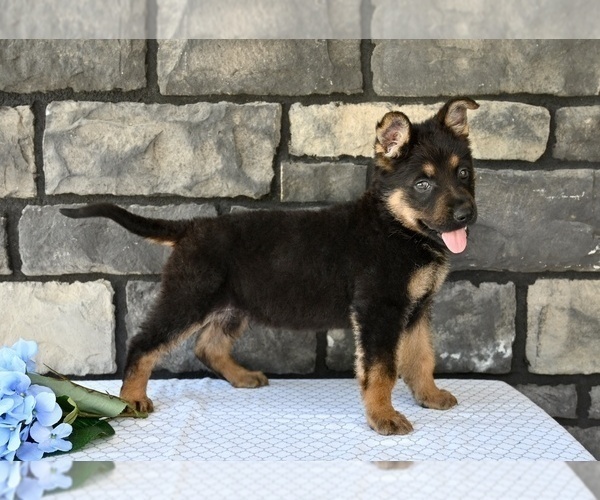 Medium Photo #2 German Shepherd Dog Puppy For Sale in MILLERSBURG, OH, USA
