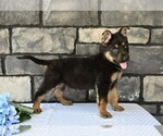 Small #1 German Shepherd Dog