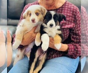 Miniature Australian Shepherd Puppy for sale in BLACK FOREST, CO, USA