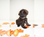 Small Photo #3 Schnauzer (Miniature) Puppy For Sale in MIAMI, FL, USA