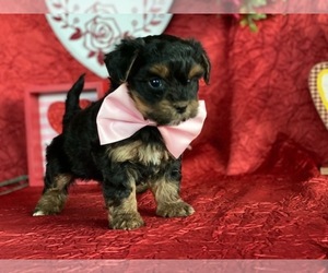 YorkiePoo Puppy for sale in LANCASTER, PA, USA