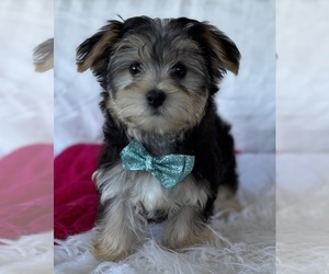 Morkie Puppy for sale in ROCK STREAM, NY, USA