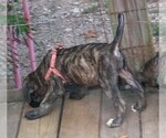 Puppy Pink Brindle Daniff