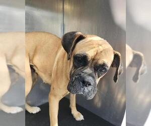 Boxer Dogs for adoption in San Antonio, TX, USA