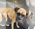 BAMBI - Female Boxer Dog for Adoption - Small photo