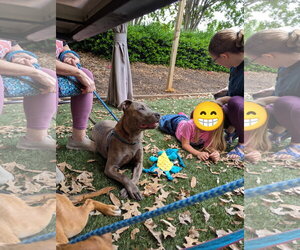 Athena the Pittie - Female American Pit Bull Terrier-Unknown Mix Dog for Adoption - Photo #11