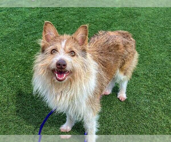 Medium Photo #1 Cairanian Puppy For Sale in Orange, CA, USA