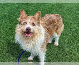 Cairanian Dogs for adoption in Orange, CA, USA