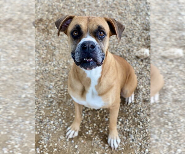 Medium Photo #2 Boxer Puppy For Sale in Austin, TX, USA