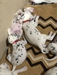Small Photo #19 Dalmatian Puppy For Sale in LINCOLN, NE, USA
