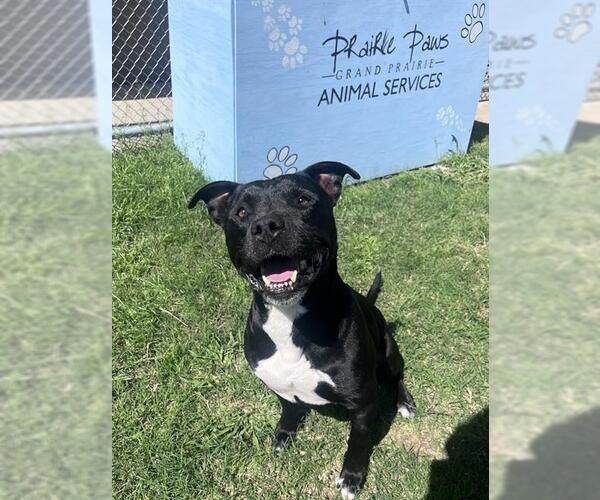Medium Photo #2 American Staffordshire Terrier-Unknown Mix Puppy For Sale in Grand Prairie, TX, USA