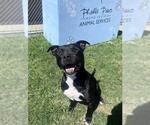 Small #1 American Staffordshire Terrier Mix