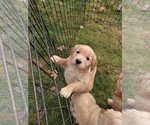 Small Photo #2 Golden Retriever Puppy For Sale in GOSHEN, NH, USA