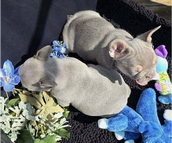 Medium Photo #3 French Bulldog Puppy For Sale in BOSTON, KY, USA