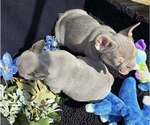 Small #2 French Bulldog
