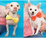 Small #4 Chihuahua Mix
