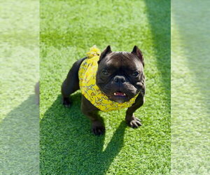 Bulldog-Unknown Mix Dogs for adoption in Las Vegas, NV, USA