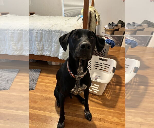 Medium Photo #16 Doberman Pinscher-Great Pyrenees Mix Puppy For Sale in Buffalo, MN, USA