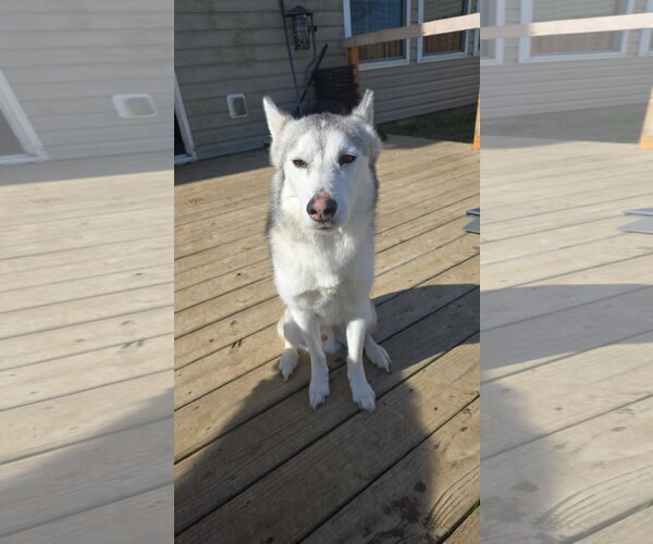 Medium Photo #12 Siberian Husky-Unknown Mix Puppy For Sale in Columbus, IN, USA