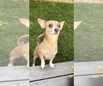 Small #16 Chiweenie