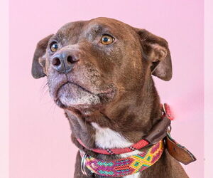 Lucy Ann - Adopt Me! - Female American Staffordshire Terrier-Labrador Retriever Mix Dog for Adoption - Photo #28