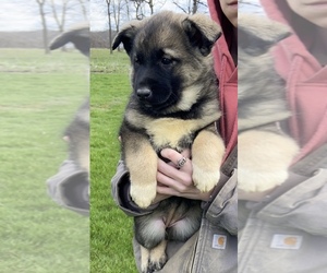 Norwegian Elkhound Puppy for sale in CARROLLTON, OH, USA