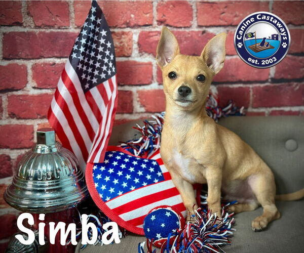 Medium Photo #4 Chihuahua Puppy For Sale in Arcadia, FL, USA
