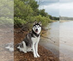 Small #3 Siberian Husky
