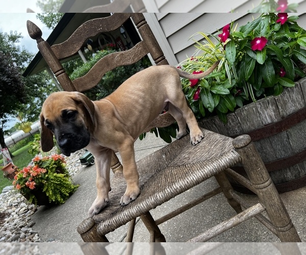 Medium Photo #2 Great Dane Puppy For Sale in DRY RIDGE, KY, USA