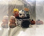Puppy Patches Old English Sheepdog