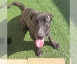 Small #13 Dutch Shepherd -Labrador Retriever Mix