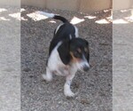 Small Photo #1 Dachshund Puppy For Sale in RATTAN, OK, USA