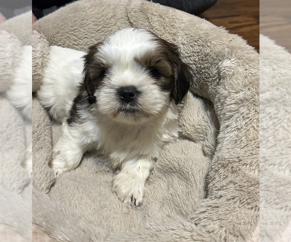 Medium Photo #3 Shih Tzu Puppy For Sale in CARLYLE, IL, USA
