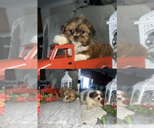 Shih Tzu Puppy for sale in TOPEKA, IN, USA