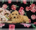 Small Photo #4 Poodle (Toy) Puppy For Sale in NEW PROVIDENCE, PA, USA