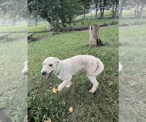 Maggie - Female Golden Retriever Dog for Adoption - Photo #4