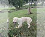 Small Photo #4 Golden Retriever Puppy For Sale in Osgood, IN, USA