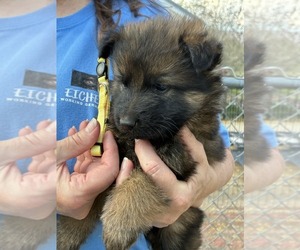 Medium German Shepherd Dog