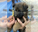 Puppy Sable LongCoat German Shepherd Dog