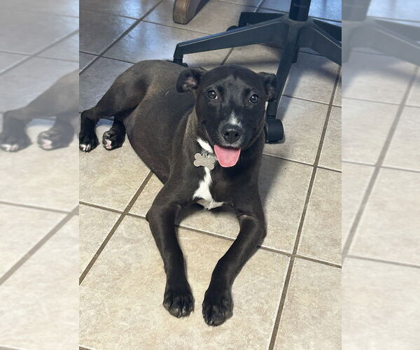 Medium Photo #2 Mountain Cur-Unknown Mix Puppy For Sale in Boston, MA, USA