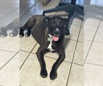 Small #1 Mountain Cur Mix